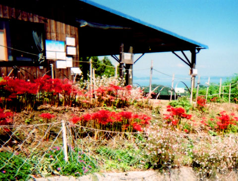 食事処・観光農園「碧い空」