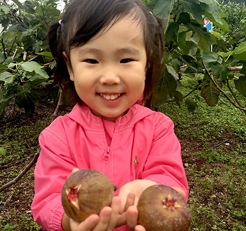 いちぢく収穫体験