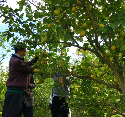 無農薬レモン収穫体験
